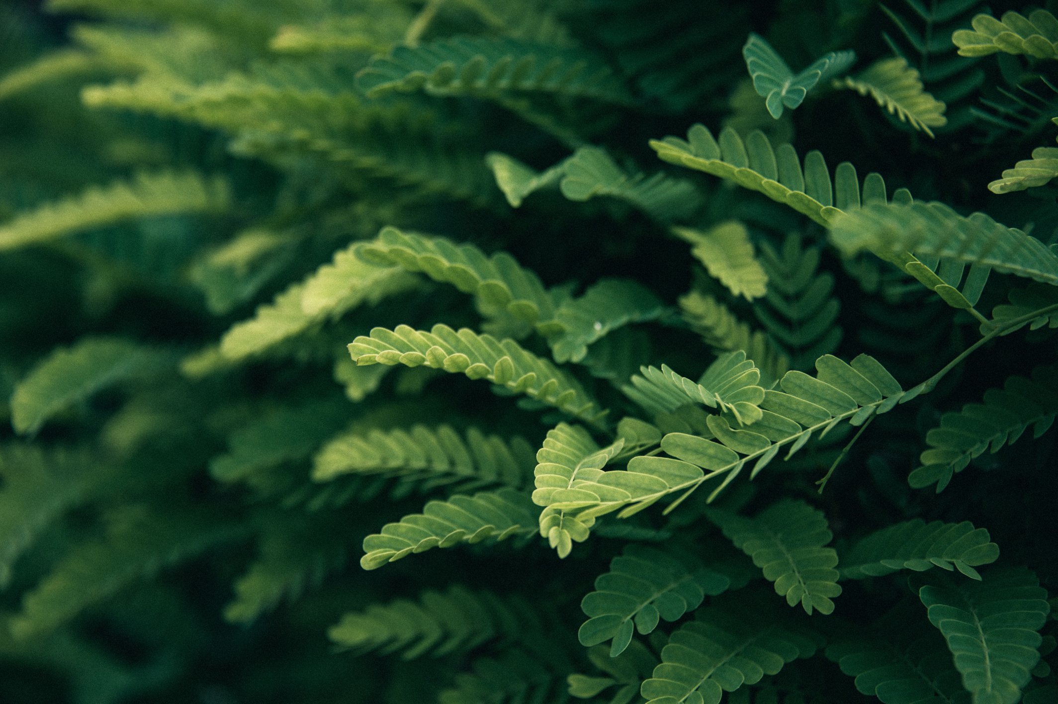 Selective Focus Photo Of Green Leafed Plant